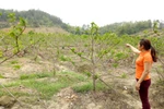Chủ đầu tư An Phúc Viên nói người dân thiếu hiểu biết và bị tổ chức kích động 