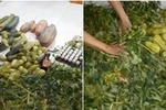 Công ty Vĩnh Phúc đưa thực phẩm thối, rữa vào trường học vẫn bình an vô sự