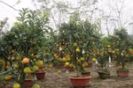 Lãi hàng trăm triệu đồng trong dịp tết nhờ bán cây ăn quả lạ