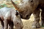 Con tê giác một sừng cuối cùng tại Việt Nam đã bị giết 