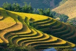  Chiêm ngưỡng những ruộng bậc thang kỳ vỹ ở Sa Pa