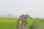 Mùa "tận diệt" chim trời