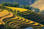  Chiêm ngưỡng những ruộng bậc thang kỳ vỹ ở Sa Pa