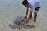 Khánh Hòa: Thả rùa 15 tuổi về biển