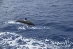 Tận mắt thấy cá heo trên vùng biển Trường Sa