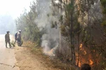 Rừng thông Đà Lạt bốc cháy ngùn ngụt 