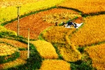Chùm ảnh: Đẹp mơ màng "mùa vàng vùng cao"
