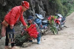 Chùm ảnh: Hoa chuối rừng đỏ rực xuống phố đón Tết