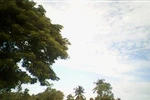 Chùm ảnh: Một góc quê nhà Đồng Tháp