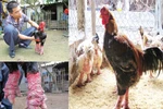 Gà Đông Tảo biếu tiền triệu 'cháy hàng'