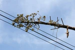 Công an đang xem xét khởi tố vụ làm mất điện hơn 20 tỉnh miền Nam