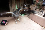 Hình ảnh con chim lạ khổng lồ bên hồ sông Đà