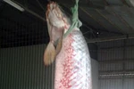 Bắt được cá rồng nặng gần 60kg