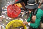 Đọc nhanh tối 15/5: ĐBSCL: Giá cá tra và cá ba sa tiếp tục rớt thảm
