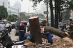 Chặt cây không phải hỏi dân, nhưng chắc là phải "hỏi lãnh đạo"