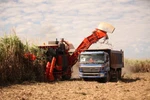 Hoàng Anh Gia Lai tập trung nguồn lực... nuôi bò