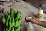 Hoa quả nhiễm hóa chất tràn lan, Cục An toàn thực phẩm nói gì?