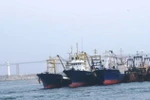 Đại gia BĐS xin ưu đãi mua 100 tàu cá: Nhiều Bộ không đồng tình