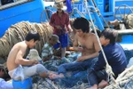 Ngư dân miền Trung hừng hực khí thế tiến ra vùng biển Hoàng Sa