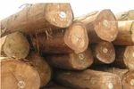 Một thương nhân Trung Quốc bị lừa 3,2 tỷ đồng khi mua gỗ