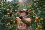 Rực rỡ làng quất Hội An