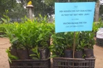 Các trường đại học, cao đẳng cùng nhau hưởng ứng "Tết trồng cây"