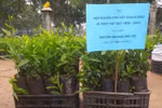 Các trường đại học, cao đẳng cùng nhau hưởng ứng "Tết trồng cây"