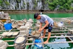 Hải Phòng hỗ trợ hơn 68 tỷ cho các hộ nuôi trồng thủy sản trên vịnh Cát Bà