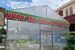 Độc đáo mô hình “Vườn rau công nghệ của bé”