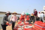 Cấp giấy xác nhận hải sản khai thác tại vùng biển an toàn