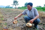 Nông dân Đắk Lắk trắng tay vì trồng bí Trung Quốc