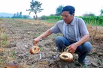 Nông dân Đắk Lắk trắng tay vì trồng bí Trung Quốc