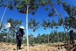 Trước cáo buộc “phá rừng” của Global Witness: HAGL “sẵn sàng đối chất"