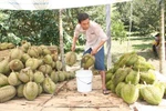 Nghìn tấn sầu riêng bị ép chín bằng hóa chất