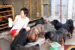 Đã có 3 người phía Bắc nhiễm bệnh Sodoku do chuột cắn