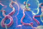 WHO: Nguy cơ dịch Ebola vào Việt Nam rất thấp