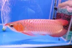 Cá rồng nghìn đô tại Hà Nội