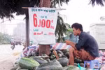 Dưa hấu giá rẻ bày bán tràn lan: Dưa TQ hay dưa Việt?