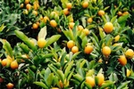 Trồng cây gì để rước tài lộc ngày Tết?