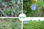 Người tiêu dùng an tâm với thuốc từ dược liệu đạt chuẩn GACP- WHO