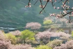 Quá đẹp mùa xuân giá buốt ở "thiên đường hoa đào" Mộc Châu, Sơn La