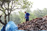 Nhiều nghi vấn quanh chuyện thương lái mua lá điều khô rồi đốt bỏ
