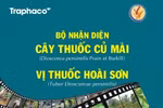 Cần trả lại tên cho dược liệu