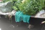 “Choáng” cảnh họp chợ ngay trên "nước thối" giữa lòng HN