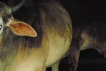 Hãi hùng lò mổ bơm nước no căng "tăng trọng" bò để trục lợi