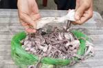 Bức xúc vì mua phải bạch tuộc tươi sống... giả