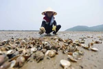 Phó Thủ tướng nghiêm cấm sử dụng, kinh doanh hải sản chết bất thường