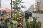 Thị trường hoa ngày 20/11: Giá tăng gấp 3, chủ vườn vẫn không mặn mà 