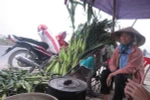 Bán ngô trên quốc lộ, lãi 1 triệu đồng/ngày