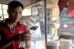 Luyện chim hót, kiếm vài chục triệu đồng/tháng